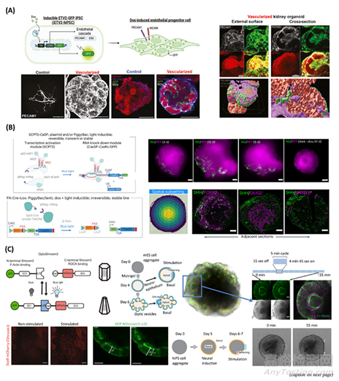 通過基因工程設計哺乳動物活體材料