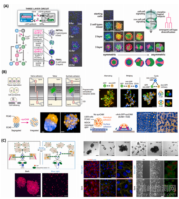 通過基因工程設計哺乳動物活體材料