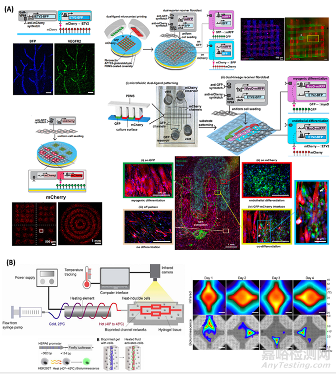 通過基因工程設計哺乳動物活體材料