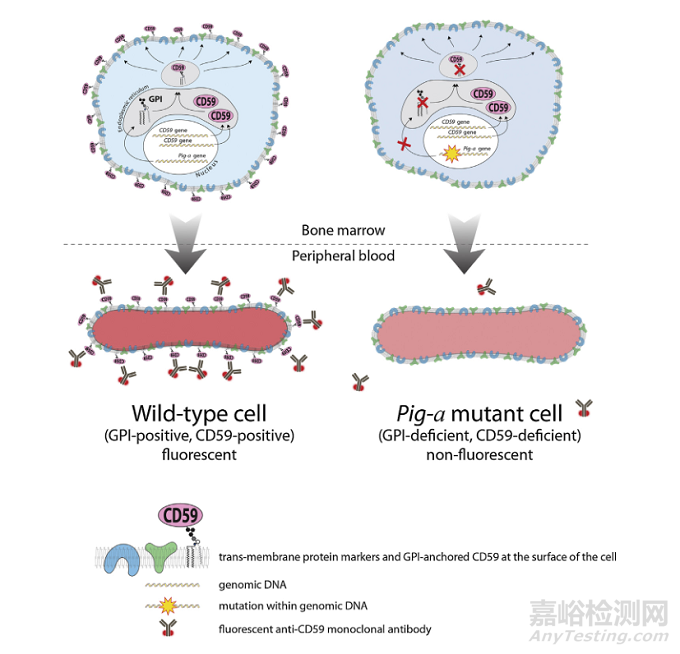 新增遺傳毒性測(cè)試標(biāo)準(zhǔn):Pig-a基因突變?cè)囼?yàn)