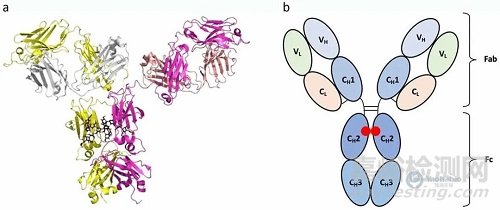 大腸桿菌中重組抗體的生產(chǎn)與表征