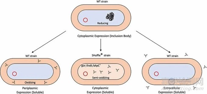 大腸桿菌中重組抗體的生產(chǎn)與表征
