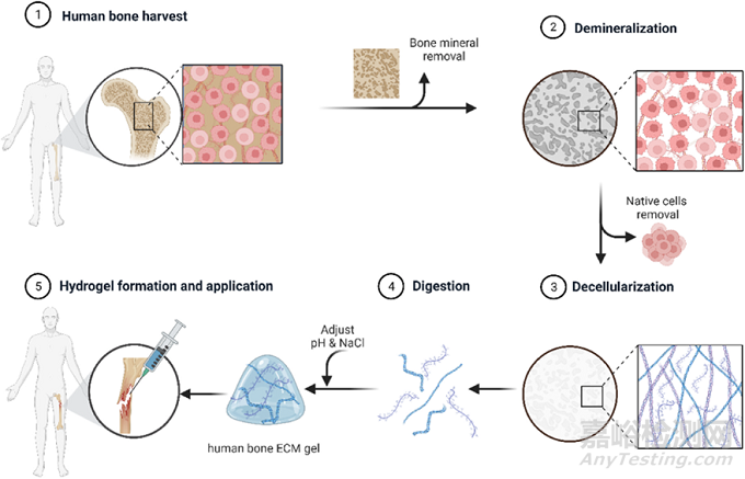 人骨組織來(lái)源的ECM水凝膠：通過(guò)工藝參數(shù)控制理化、生化和生物學(xué)特性