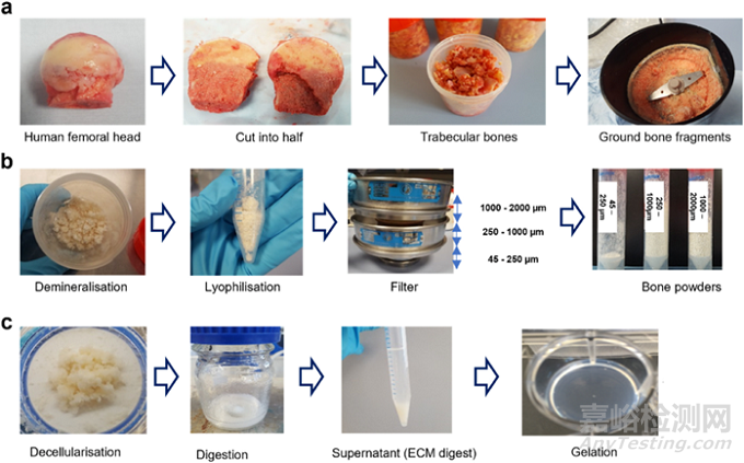 人骨組織來(lái)源的ECM水凝膠：通過(guò)工藝參數(shù)控制理化、生化和生物學(xué)特性