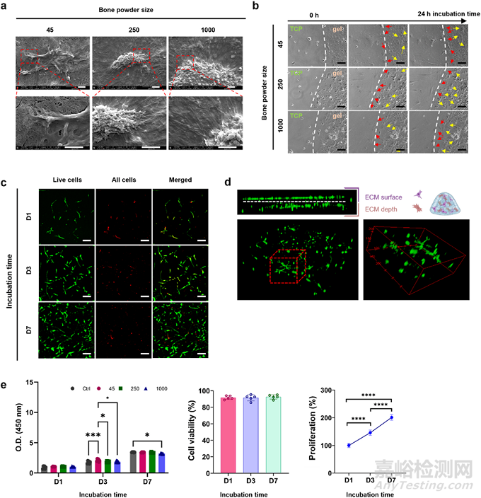 人骨組織來(lái)源的ECM水凝膠：通過(guò)工藝參數(shù)控制理化、生化和生物學(xué)特性