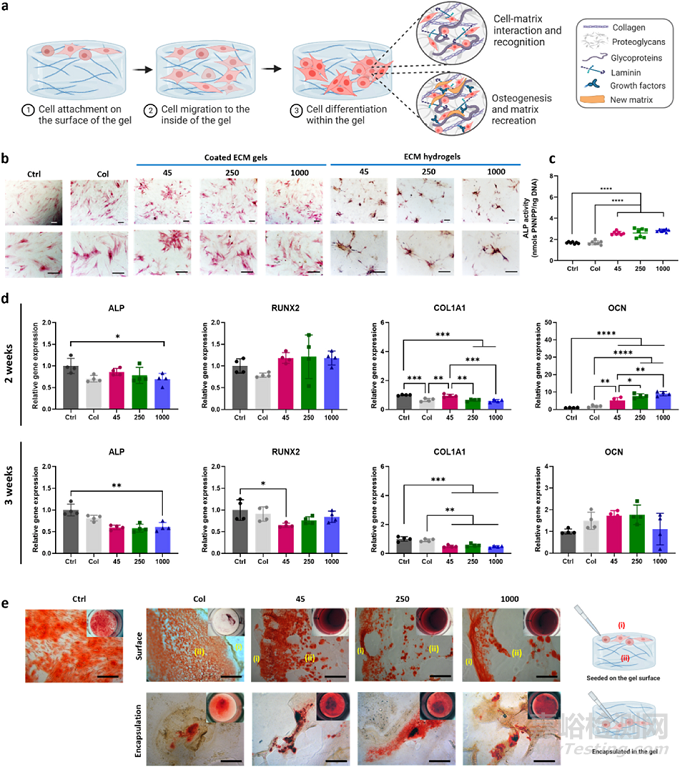 人骨組織來(lái)源的ECM水凝膠：通過(guò)工藝參數(shù)控制理化、生化和生物學(xué)特性