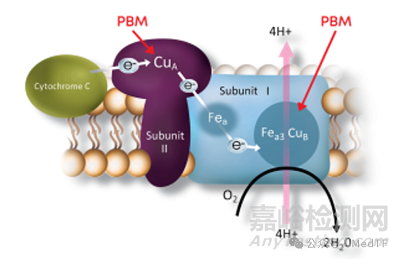 【創(chuàng)新醫(yī)械】VALEDA：全球首款且唯一干性黃斑病變光療醫(yī)療器械