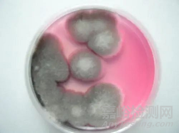 GB 4789.15 霉菌和酵母計(jì)數(shù) 霉菌培養(yǎng)容易污染，實(shí)驗(yàn)室該如何解決？