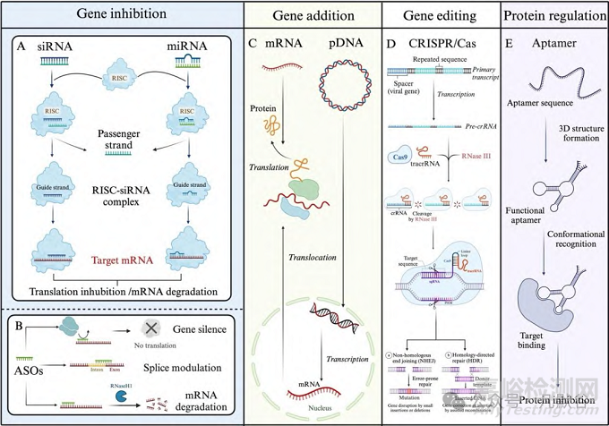 核酸藥物的腦部遞送研究進(jìn)展