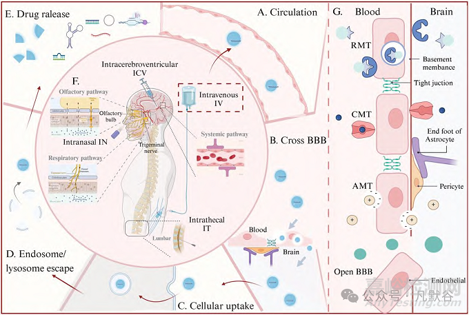 核酸藥物的腦部遞送研究進(jìn)展