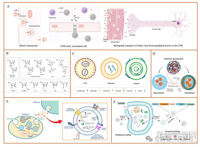 核酸藥物的腦部遞送研究進(jìn)展