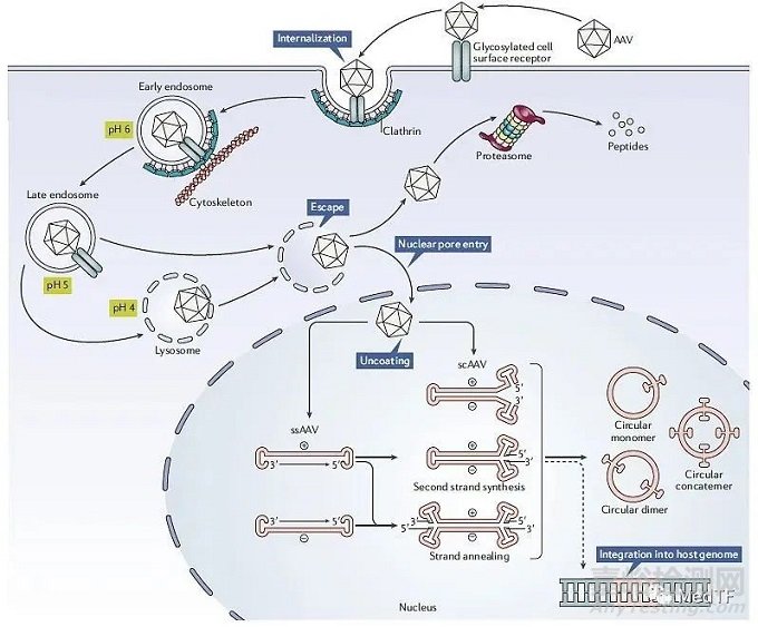 【創(chuàng)新醫(yī)械】REJUVA:胰腺基因療法治療T2D