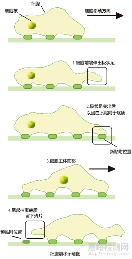 細(xì)胞遷移和侵襲實(shí)驗(yàn)步驟與注意事項(xiàng)