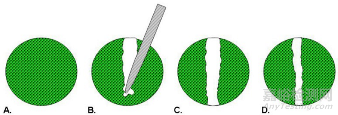 細(xì)胞遷移和侵襲實(shí)驗(yàn)步驟與注意事項(xiàng)