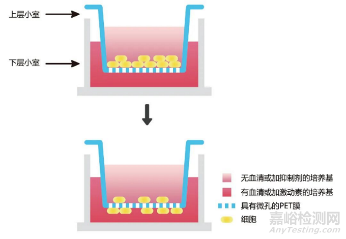 細(xì)胞遷移和侵襲實(shí)驗(yàn)步驟與注意事項(xiàng)
