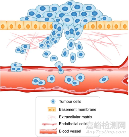 細(xì)胞遷移和侵襲實(shí)驗(yàn)步驟與注意事項(xiàng)