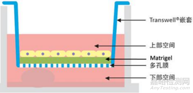 細(xì)胞遷移和侵襲實(shí)驗(yàn)步驟與注意事項(xiàng)