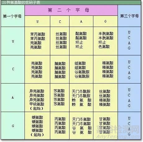 20種常見的氨基酸分類