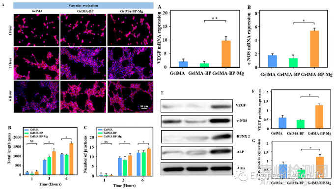 如何表征水凝膠的促血管生成能力？