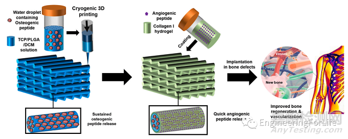 如何表征水凝膠的促血管生成能力？