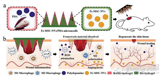 如何表征水凝膠的促血管生成能力？