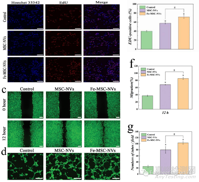 如何表征水凝膠的促血管生成能力？