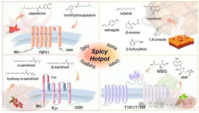 火鍋底料辣、麻、鮮、香的化學解析