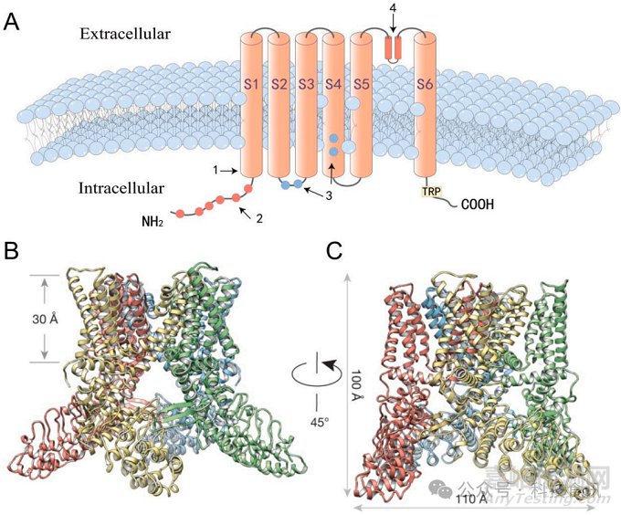 火鍋底料辣、麻、鮮、香的化學解析
