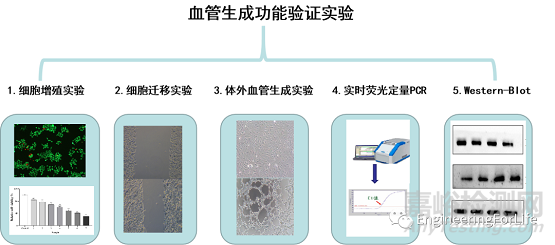 如何表征水凝膠的促血管生成能力？