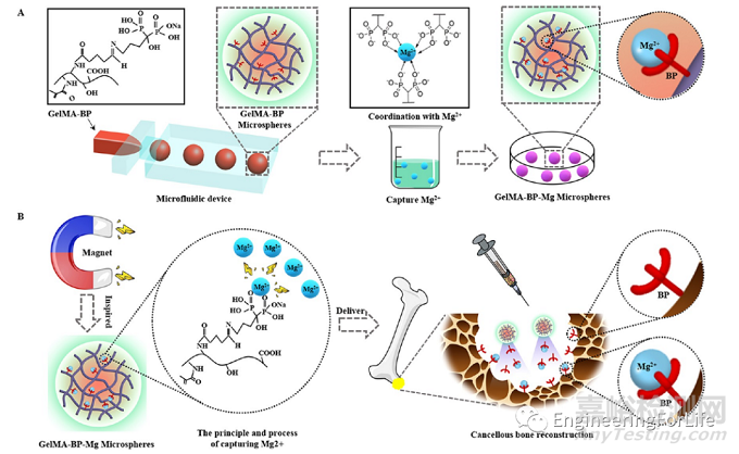 如何表征水凝膠的促血管生成能力？