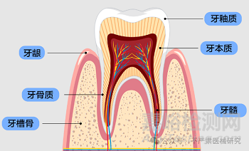 ISO 7405：2025牙科醫(yī)療器械生物相容性評價(jià)有哪些新變化？