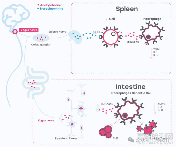 【創(chuàng)新醫(yī)械】SetPoint：小型神經(jīng)刺激器，降低炎癥水平