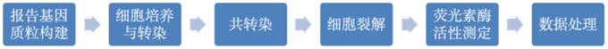 雙熒光素酶基因報(bào)告系統(tǒng)的實(shí)驗(yàn)步驟與注意事項(xiàng)
