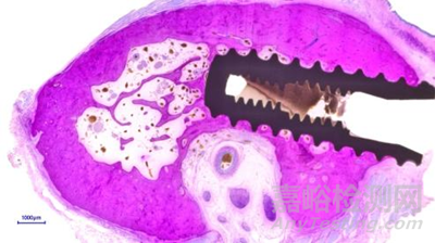 牙科種植體臨床前動物試驗研究常見問題