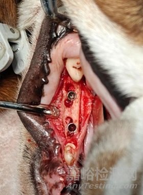 牙科種植體臨床前動物試驗研究常見問題