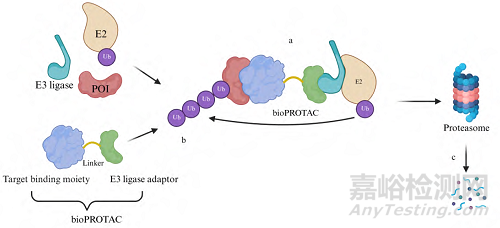 基于生物大分子的靶向蛋白降解藥物研究進展