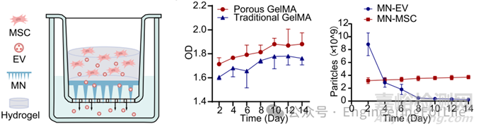 如何表征水凝膠微針的藥物釋放行為？