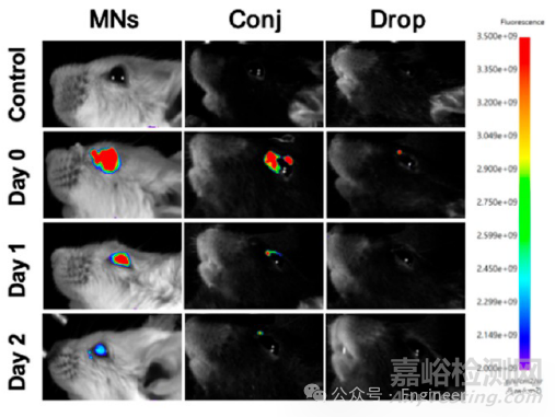 如何表征水凝膠微針的藥物釋放行為？