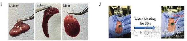 如何表征水凝膠的粘附性能