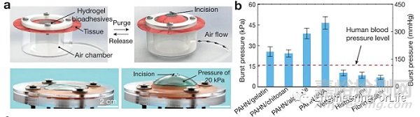 如何表征水凝膠的粘附性能