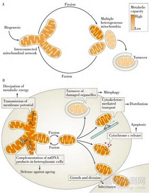 基于線粒體的中藥藥效物質(zhì)和作用機(jī)制研究