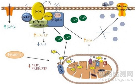 基于線粒體的中藥藥效物質(zhì)和作用機(jī)制研究