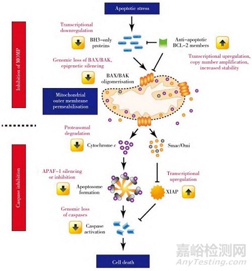 基于線粒體的中藥藥效物質(zhì)和作用機(jī)制研究