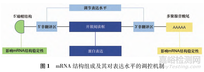 mRNA藥物載體非臨床安全性評價研究進(jìn)展