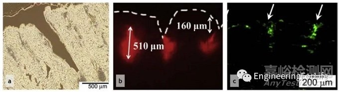如何評價所制備微針的性能優(yōu)劣？有哪些檢測手段？