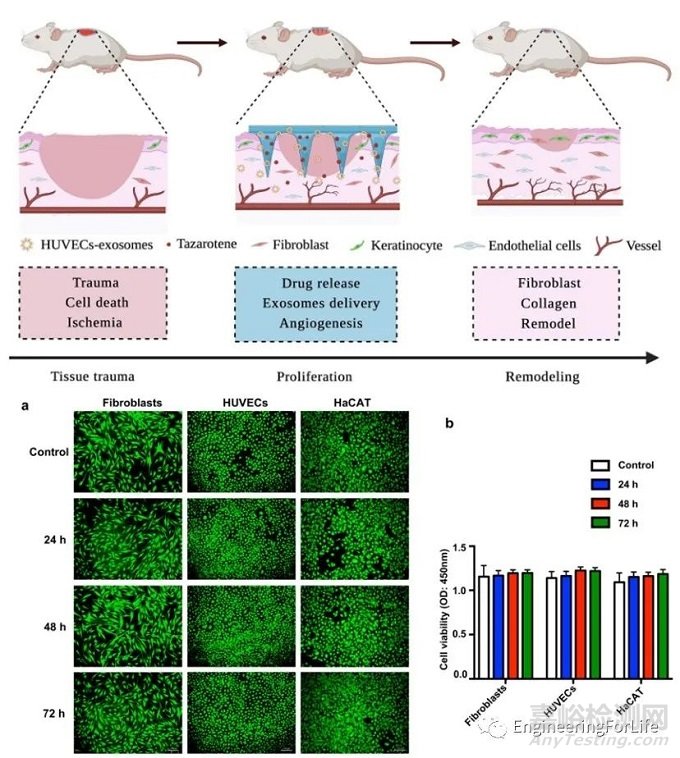 如何評價所制備微針的性能優(yōu)劣？有哪些檢測手段？