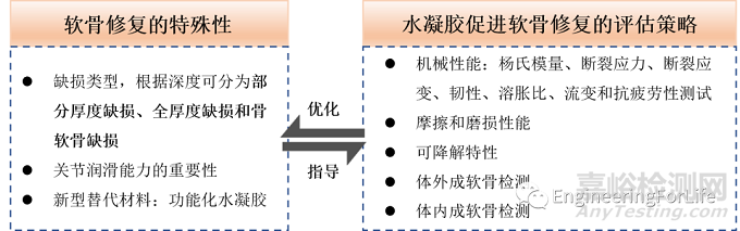 如何評價水凝膠的成軟骨能力？