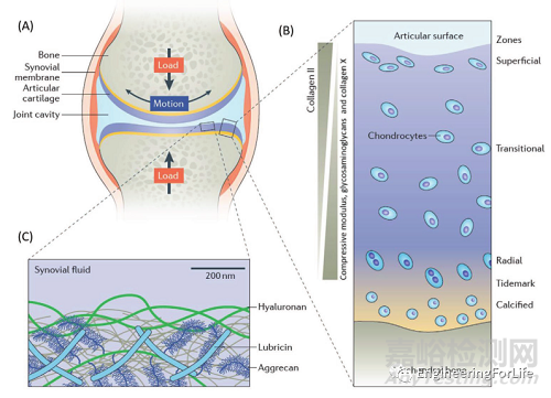 如何評價水凝膠的成軟骨能力？