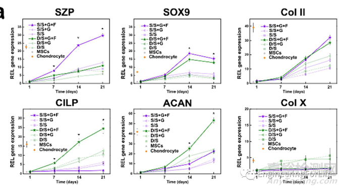 如何評價水凝膠的成軟骨能力？