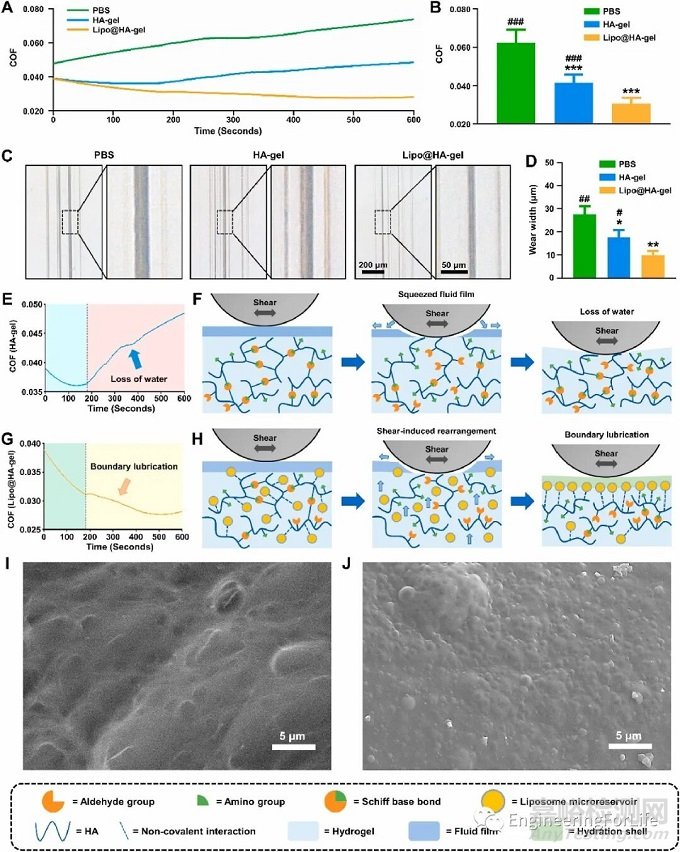 如何評價水凝膠的成軟骨能力？